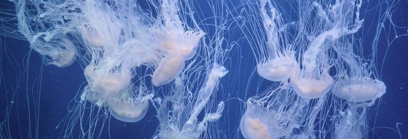 Billet Billets pour l'Oceanogràfic