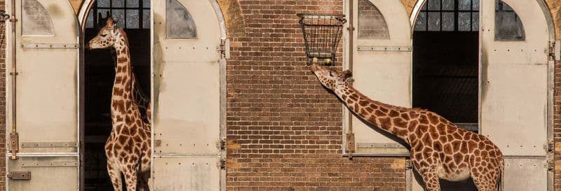 Billet Billet pour le ZSL London Zoo