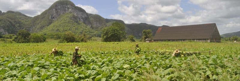 Billet Visite sur le thème du tabac à Viñales