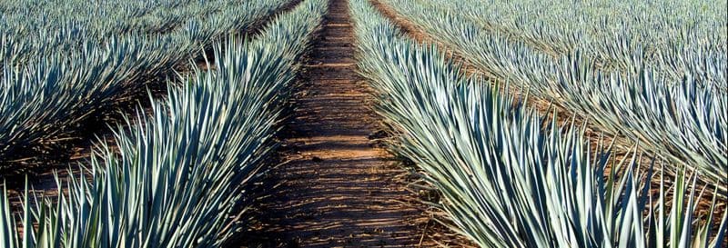 Billet Excursion à Tequila