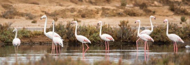 Billet Observation d'oiseaux dans la Ría Formosa