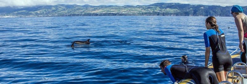 Billet Nage avec des dauphins à Vila Franca do Campo