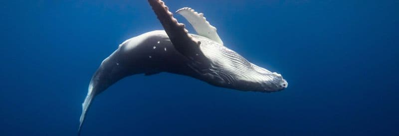 Billet Observation des baleines à Tahiti