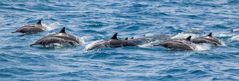 Billet Observation de dauphins à Vilamoura