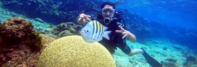 Billet Plongée dans la baie des Cochons