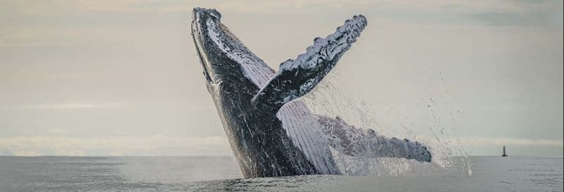 Billet Balade en bateau avec observation de baleines