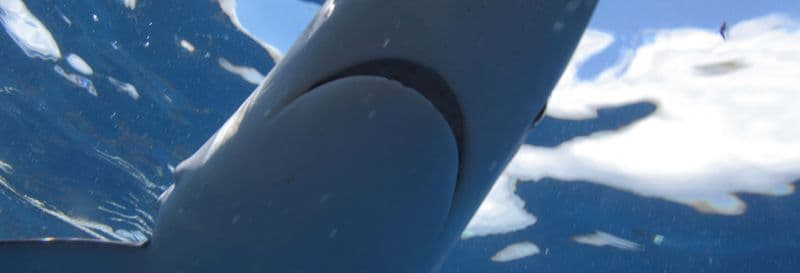 Billet Plongée avec des requins sur l'île de Faial