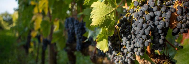 Billet Excursion autour du vin de Montalcino