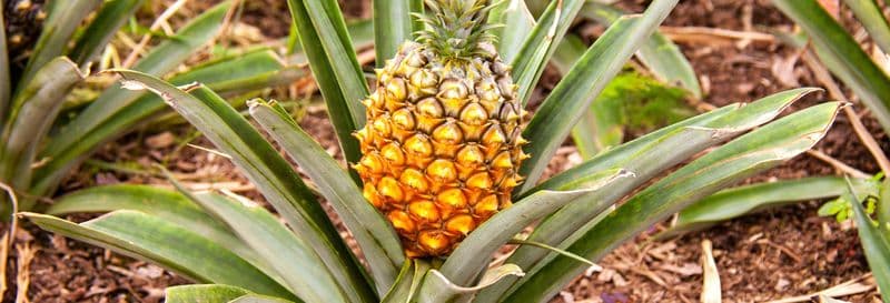 Billet Visite d'une plantation d'ananas avec dégustation de vins