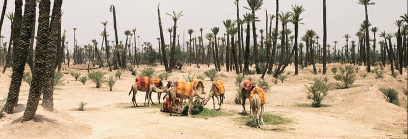 Billet Balade en quad, à dos de chameau et hammam