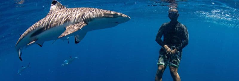 Billet Snorkeling avec des requins + Exploration d'une épave