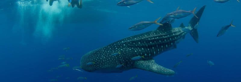 Billet Nage avec les requins-baleines à Puerto Princesa