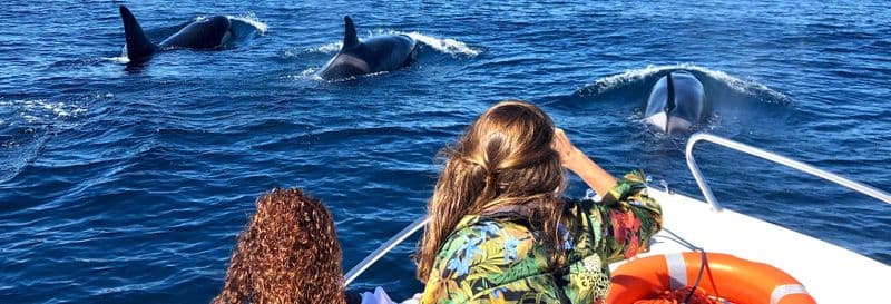 Billet Observation de dauphins à Faro