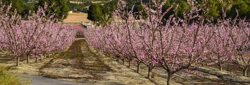Billet Visite à la découverte de la pêche à Cieza