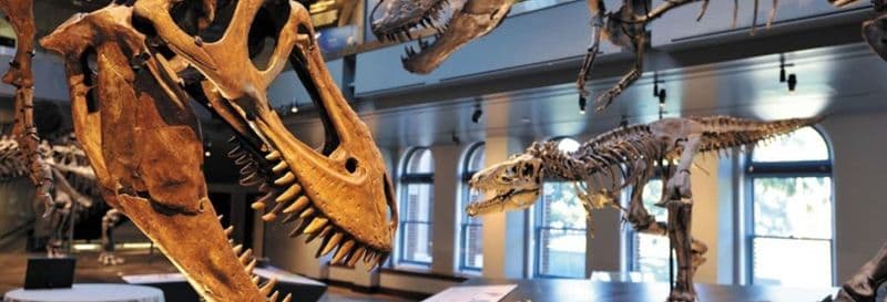 Billet Billets pour le musée d'histoire naturelle de Los Angeles