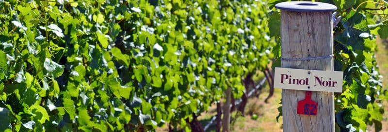 Billet Dégustations de bière et de vin à Queenstown et Gibbston