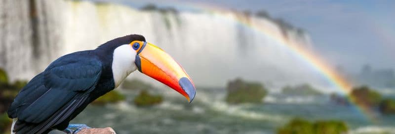 Billet Visite complète de Macuco Safari