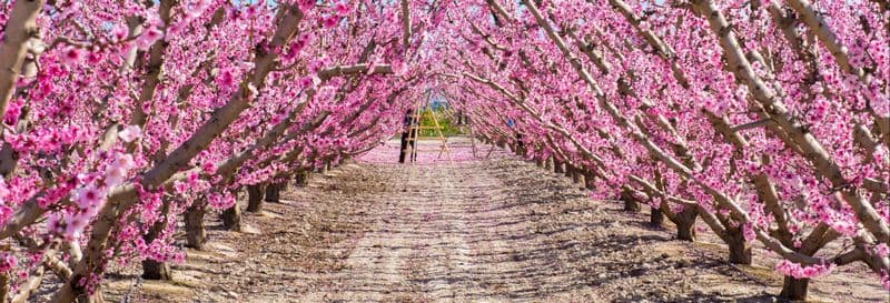 Billet Visite à la découverte de la floraison de Cieza