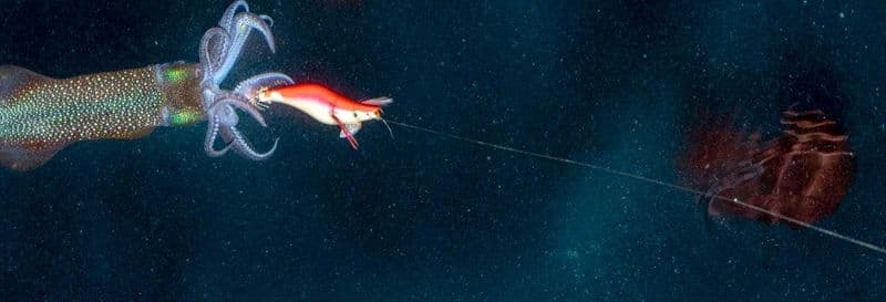 Billet Pêche de nuit à Dhiffushi