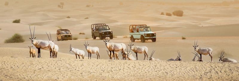 Billet Safari dans le désert à l'oasis Al Marmoom à bord d'un 4x4 vintage