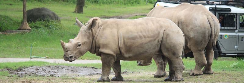 Billet Billet pour le Safari and Marine Park