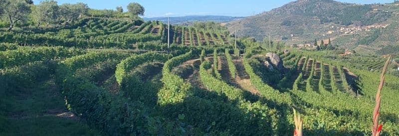 Billet Visite guidée de la cave à vin de Quinta da Portela de Baixo avec dégustation