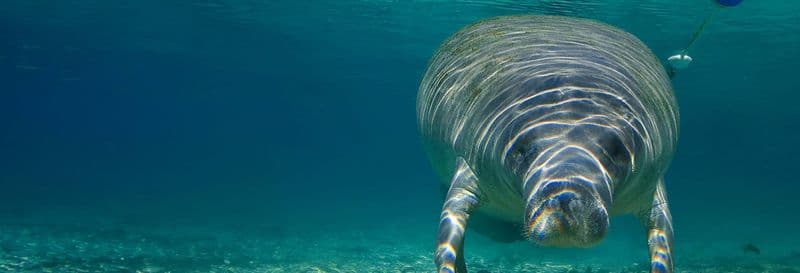 Billet Nage avec des lamantins à Crystal River