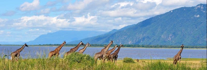 Billet Safari au Lac Manyara