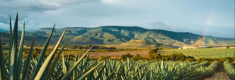 Billet Excursion à Tequila avec visite d'une distillerie et dégustation