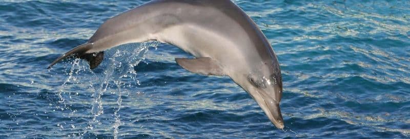Billet Observation de dauphins et baleines