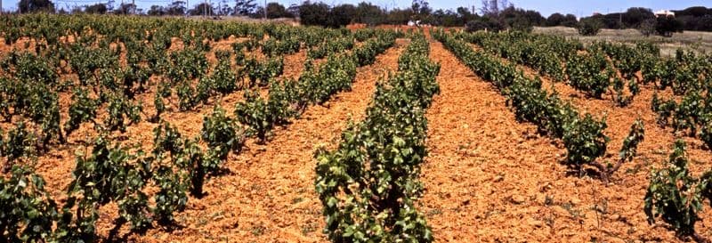 Billet Visite des vignobles de l'Algarve