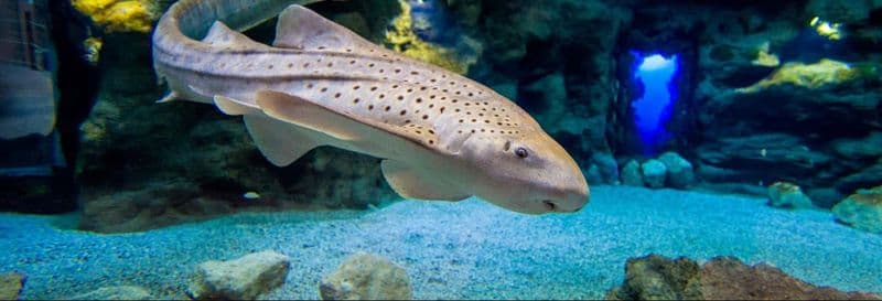 Billet Billet pour l'aquarium Poema del Mar