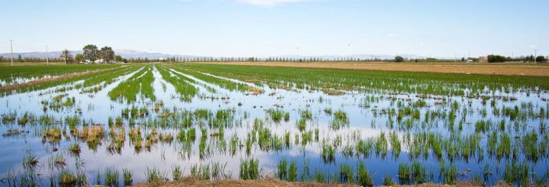 Billet Visite en 4x4 et balade en bateau au Delta de l'Èbre + Dégustation de vins et de moules