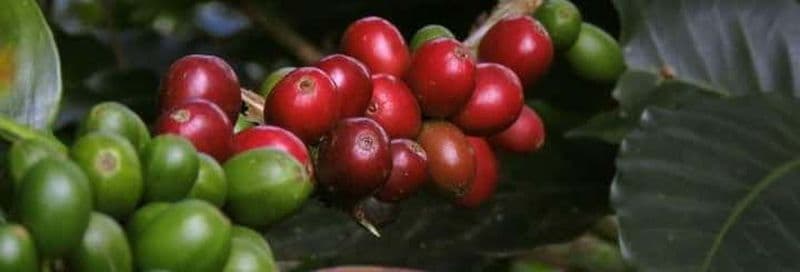 Billet Visite à la découverte du café dans Viñales