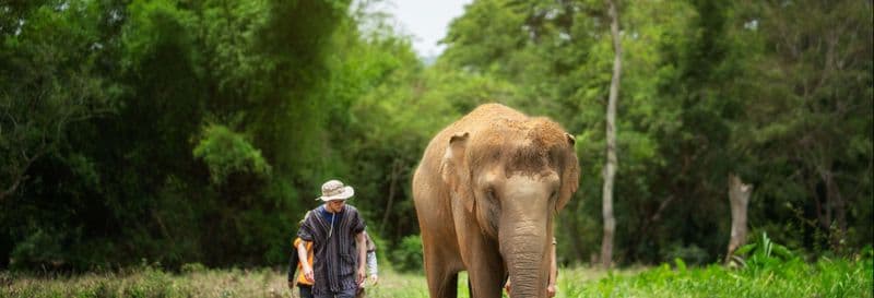 Billet Excursion au sanctuaire des éléphants