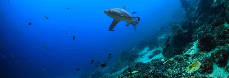 Billet Plongée avec les requins-renards à Malapascua