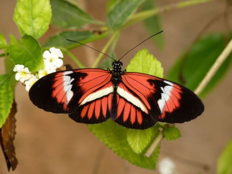 Billet Billet pour Micropolis - Cité des insectes près de Millau (12)