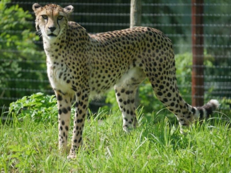 Billet Billet pour Biotropica  (27)