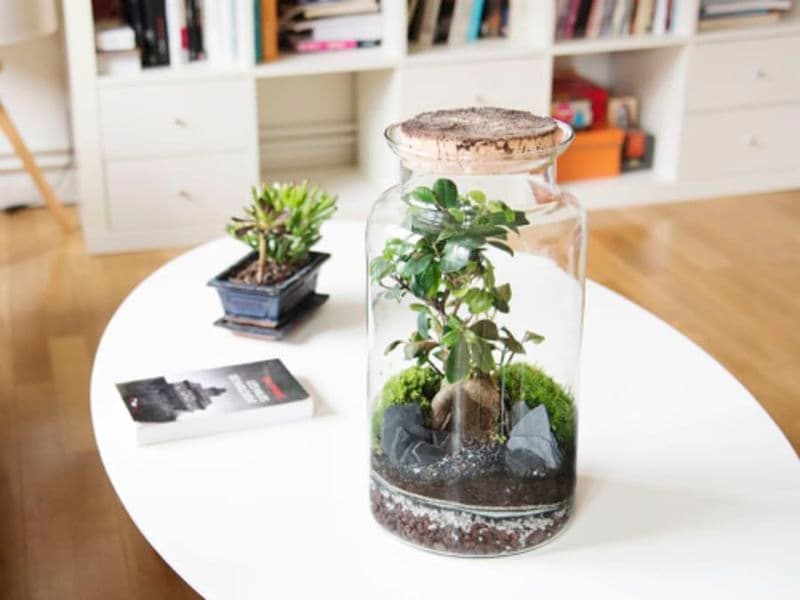 Billet Atelier grand terrarium proche de Strasbourg (67)