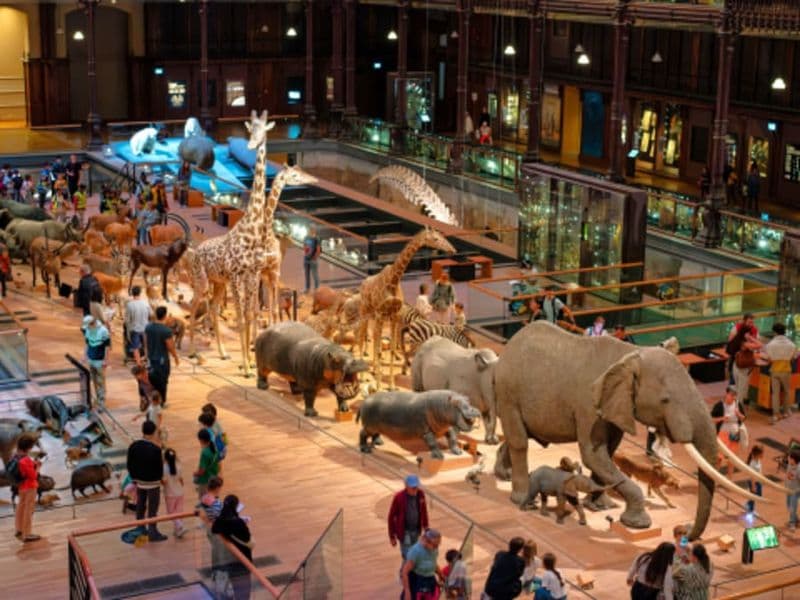 Billet Visite guidée contée dans la Grande Galerie de l'Évolution (75)