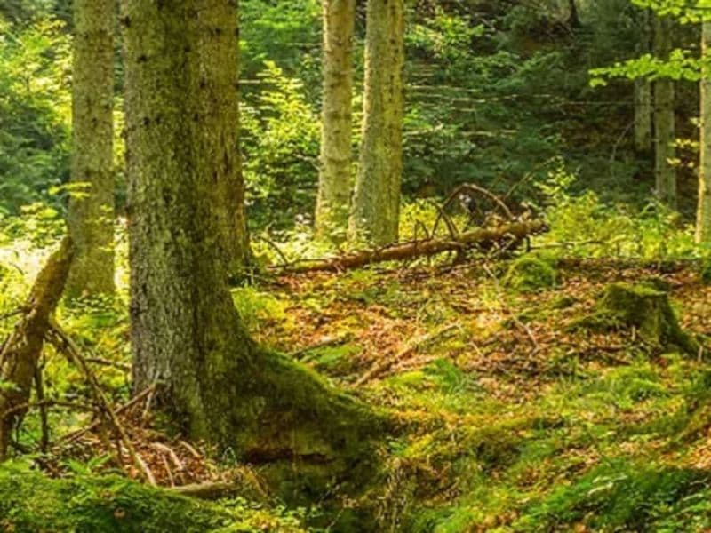 Billet Stage de survie 1/2 journée dans la forêt de Marly-le-Roi (78)