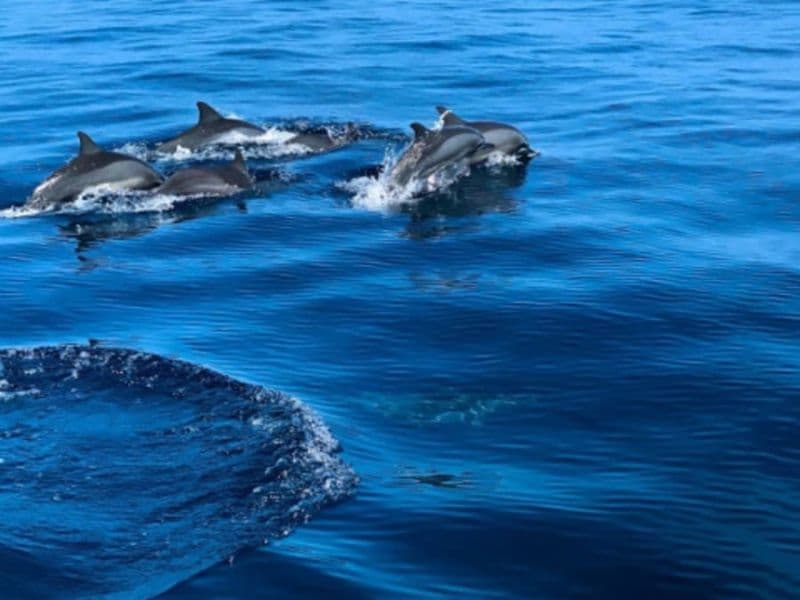 Billet Balade safari marin à La Réunion (97)