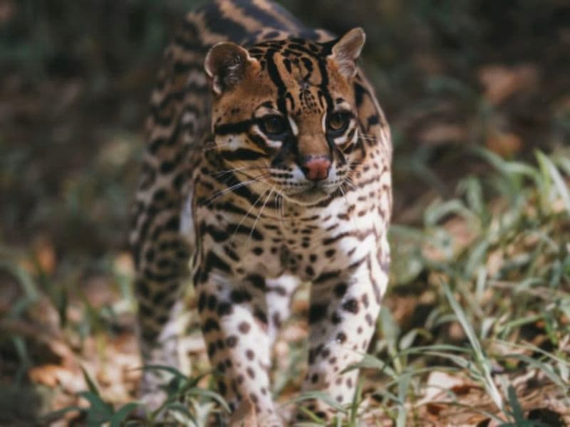 Billet Billet pour le Zoo de Guadeloupe (97)