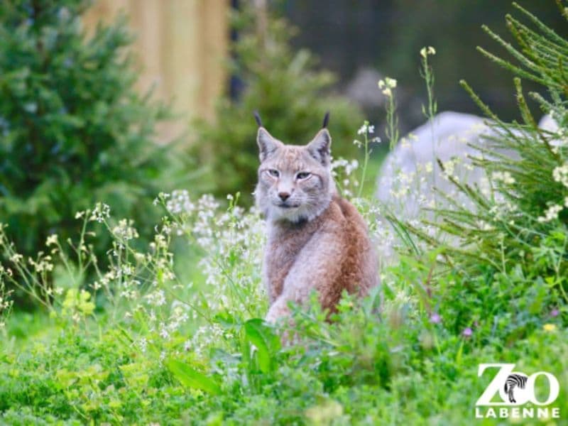 Billet Billet pour le Zoo de Labenne (40)