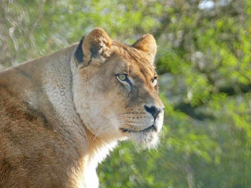 Billet Billet pour le Zoo des Sables-d'Olonne (85)