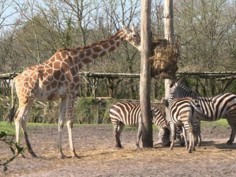 Billet Billet pour le Zoo de Bordeaux Pessac