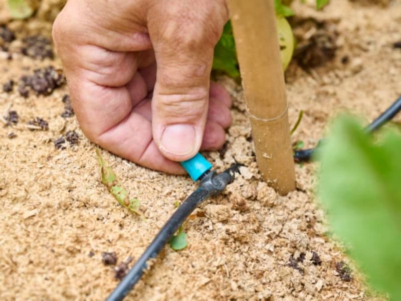 Billet Collecter & économiser l'eau du jardin, Truffaut Colomiers (31)