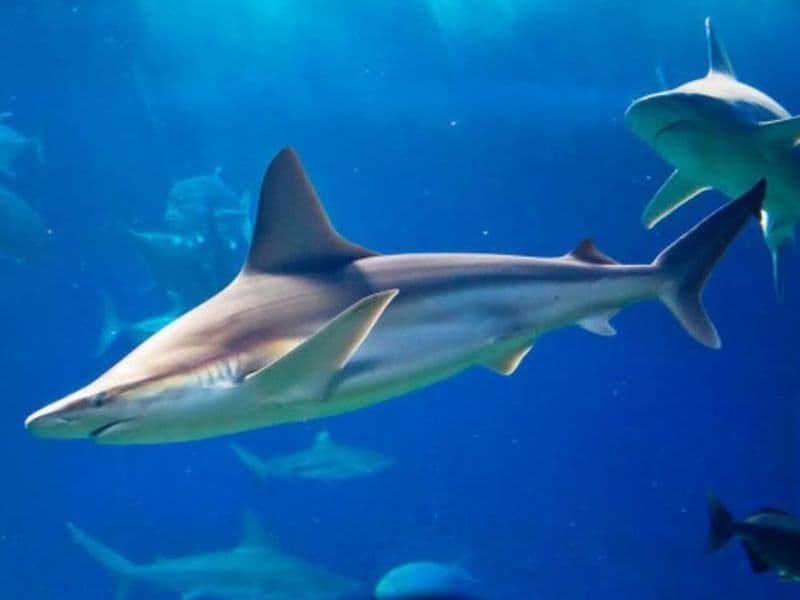 Billet Billet coupe-file pour l'Aquarium de Paris au Trocadéro