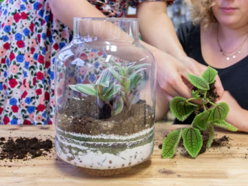 Billet Atelier terrarium à Reims (51)