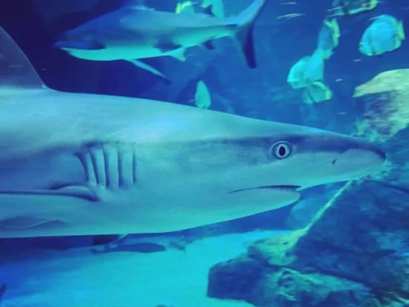 Billet Billet combiné Aquarium de Biarritz + Cité de l'Océan